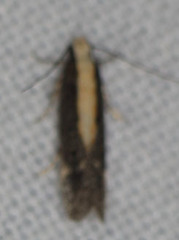 Aroga paraplutella