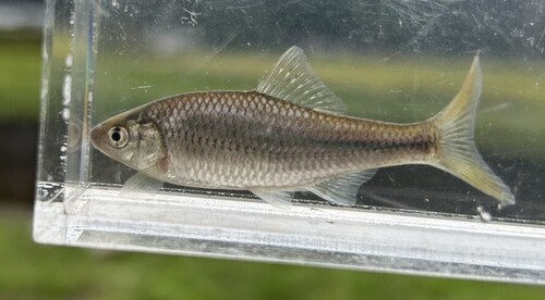 Striped bitterling (Acheilognathus cyanostigma) — Cyprinidae — 5