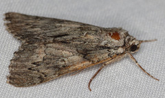 Catocala verrilliana