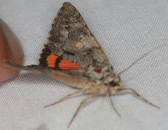 Catocala verrilliana