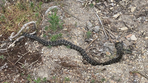 Coastal Carpet Python sighting