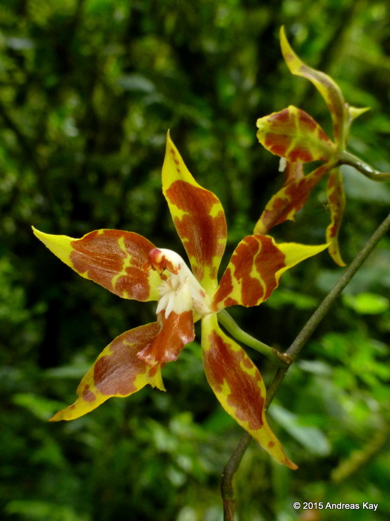 Oncidium epidendroides