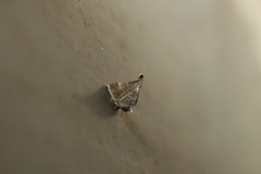 Cangetta hartoghialis