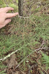 Juniperus gracilior, photograph (c) Dan Riley, some rights reserved (CC BY)