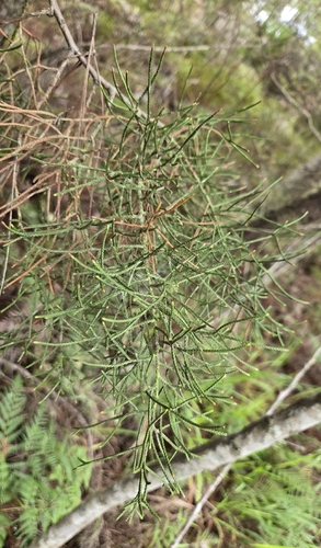 Juniperus gracilior, photograph 6