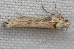 Gnorimoschema baccharisella