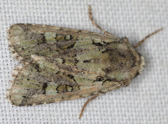 Lacinipolia strigicollis