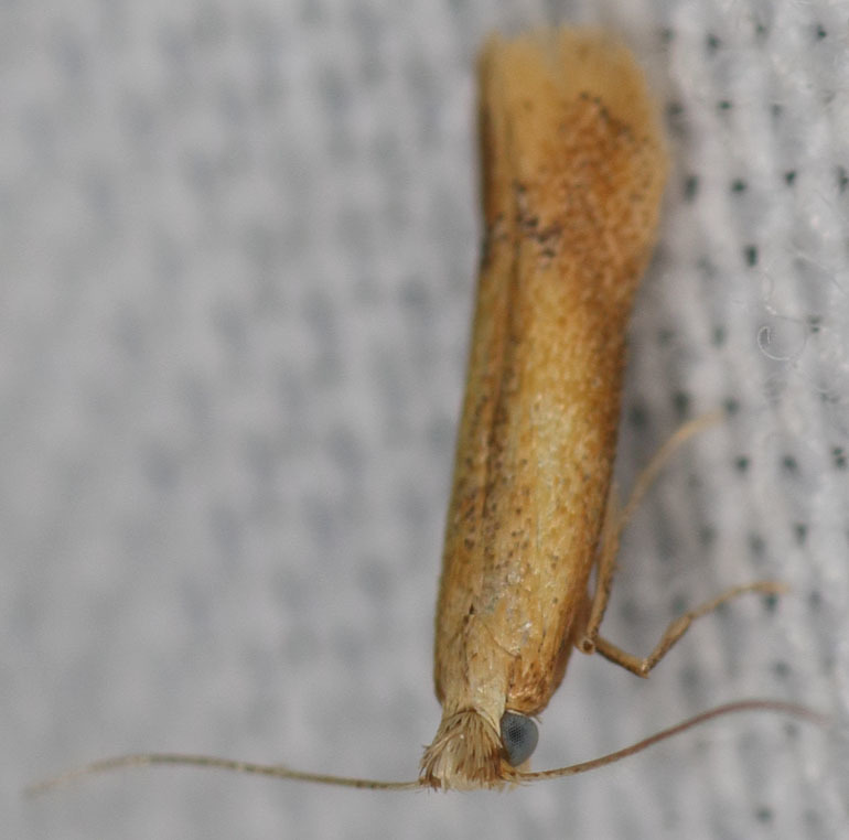 Coptotriche mediostriata