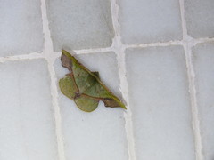 Fascellina plagiata