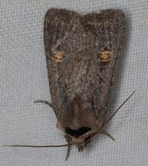 Adelphagrotis indeterminata