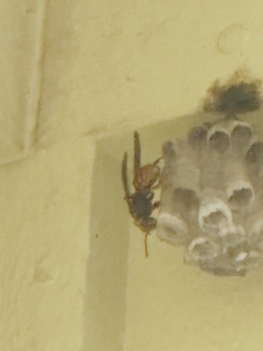 Dark-waisted Paper Wasp photo 4
