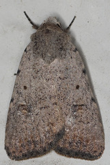 Abagrotis trigona