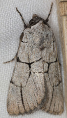 Sympistis ragani