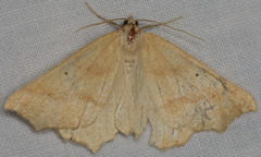 Prochoerodes truxaliata