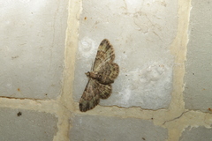 Gymnoscelis taprobanica