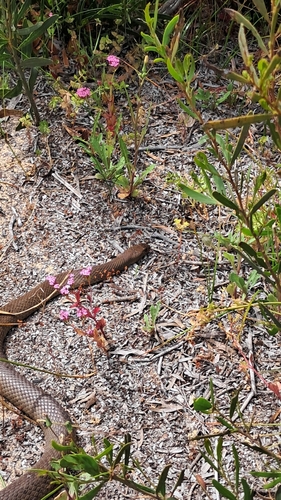 Mainland Dugite sighting