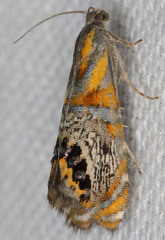 Thaumatographa regalis