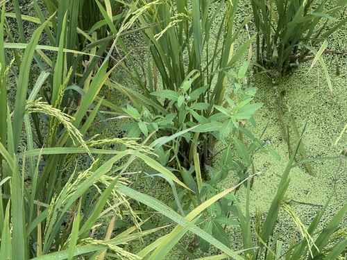 Sphenoclea zeylanica iNat (1)