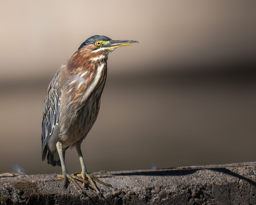 Green Heron photographed in Utah