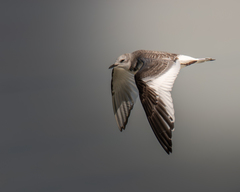 Sabine's Gull photo 4