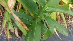 Danaus plexippus