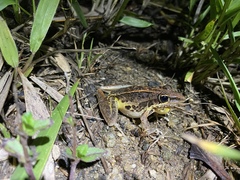 Litoria nasuta