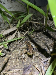 Litoria nasuta