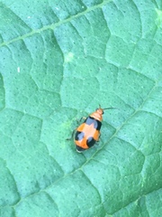 Aulacophora hilaris