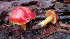 Hygrocybe splendidissima
