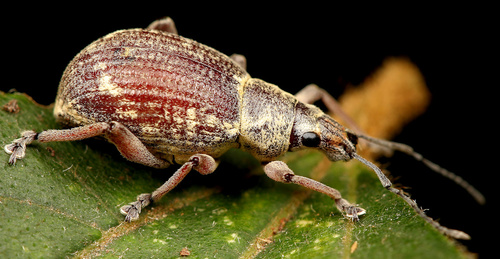 Photo of Shilouvane Splitnose Weevil (Sciobius angustus)