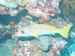 Lutjanus monostigma