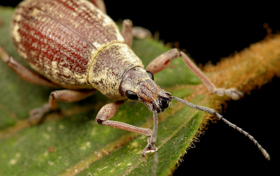Shilouvane Splitnose Weevil