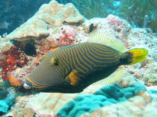 Orangestripe Triggerfish — seen at this dive site