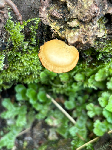 Agaricineae