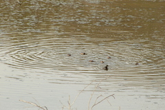 Tachybaptus dominicus