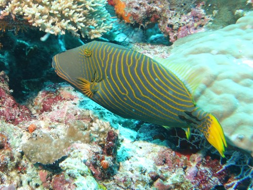 Orangestripe Triggerfish