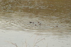 Tachybaptus dominicus