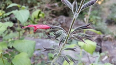Salvia longistyla