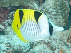 Chaetodon falcula