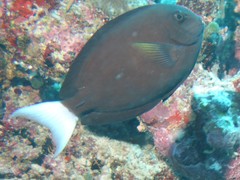 Acanthurus thompsoni