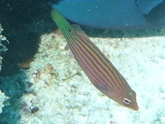 Pseudocheilinus hexataenia