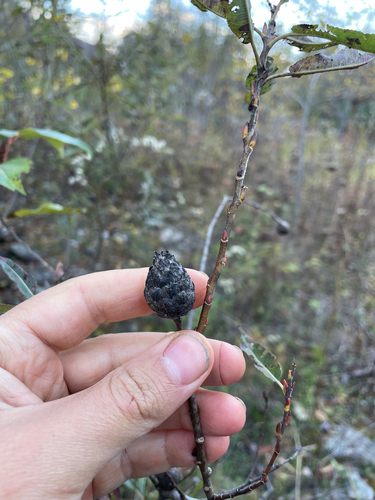 Unknown species found near Pittsfield, VT, US