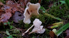 Clitocybe salmonilamella