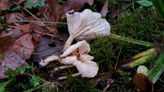 Clitocybe salmonilamella