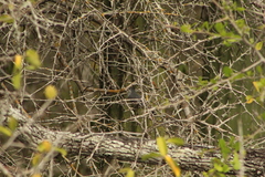 Polioptila albiloris