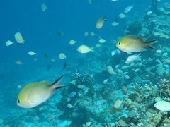 Chromis ternatensis