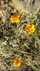 Tagetes lunulata