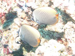 Chaetodon collare