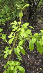 Dominican Cactus (Leuenbergeria quisqueyana)