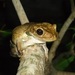 Bokermann's Casque-headed Tree Frog - Photo (c) Bruno Cardoso, some rights reserved (CC BY-NC), uploaded by Bruno Cardoso